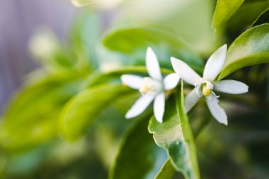 tahitian lime plant with white flowers outdoor in sunny backyard, close-up shot at shallow depth of field