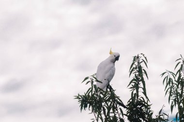 sulphur-crested cockatoo on fruit tree with cloudy sky in the background shot in Tasmania, Australia