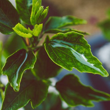hibiscus leaf with rain water on it looking lush and deep green, close-up shot at shallow depth of field