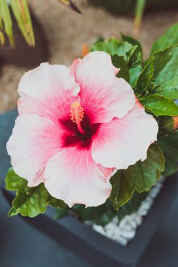 Sarı lekeli pembe amber çiçeği ve koyu kırmızı merkez, güneşli arka bahçede yakın çekim.