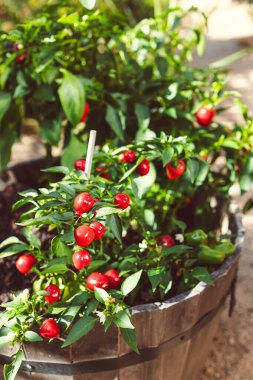 Güneşli bir sebze bahçesinde sığ bir tarlada çekilen bitkinin yakın çekimi.