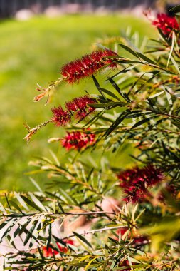 Avustralya yerlisi kırmızı Callistemon bitkisi sığ bir tarlada sığ bir tropikal arka bahçede çekiliyor.