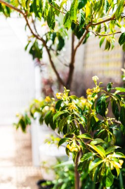 Hymenosporum Avustralya frangipani ağacı, güneşli arka bahçesinde, limon ve zeytin ağaçlarıyla çevrili, sığ tarlanın derinliklerinde çekilen beyaz kaplarda.