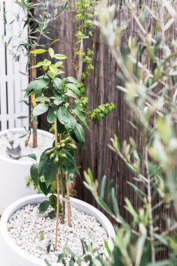 Avustralya 'nın beyaz tencerelerinde şeftali zeytin ve limon ağaçları sığ tarlalarda çekilen güneşli Akdeniz esinlenilmiş arka bahçesi