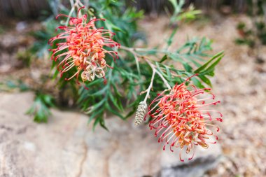 Yerli Avustralyalı Grevillea çiçeği sığ bir tarlada çekilmiş tropikal bir arka bahçede.