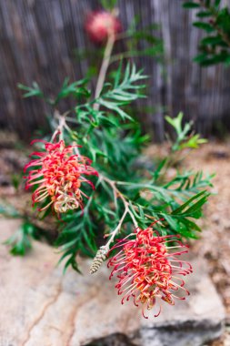 Yerli Avustralyalı Grevillea çiçeği sığ bir tarlada çekilmiş tropikal bir arka bahçede.
