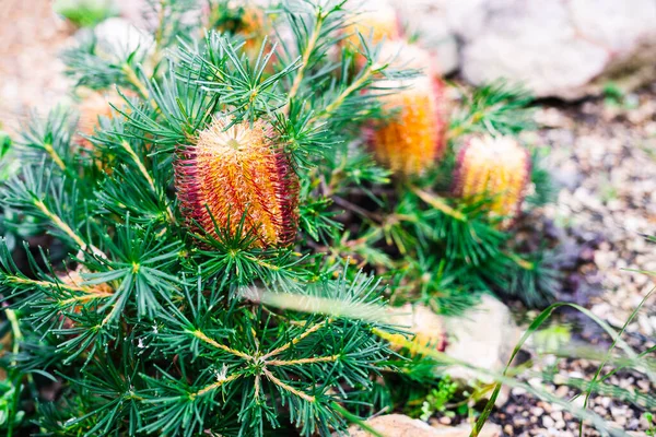 native Australian Banksia Birthday Candles plant outdoor in beautiful tropical backyard shot at shallow depth of field