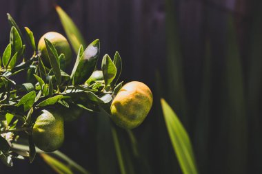 Güneşli arka bahçedeki bitki üzerinde küçük olgunlaşmamış mandalina meyvesi sığ tarla derinliğine yakın çekim