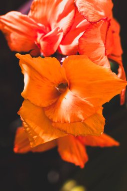 Nilüfer çiçekleri güneşli arka bahçede canlı turuncu renkte, sığ tarlanın derinlerinde yakın plan çekimleri yapamıyor.