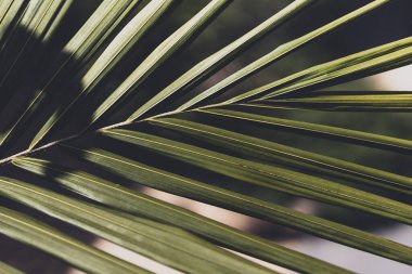Güneşli arka bahçedeki palmiye ağacından tropik yapraklar, sığ alan derinliğine yakın çekim.