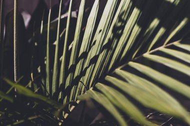 Güneşli arka bahçedeki palmiye ağacından tropik yapraklar, sığ alan derinliğine yakın çekim.