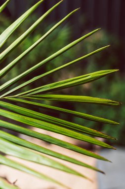 Güneşli arka bahçedeki palmiye ağacından tropik yapraklar, sığ alan derinliğine yakın çekim.