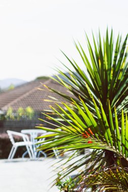 Avuç içleri ve nilüferler de dahil olmak üzere tropikal bitkiler sığ tarlanın derinliklerinde güneşli arka bahçede