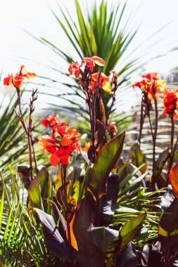 Avuç içleri ve nilüferler de dahil olmak üzere tropikal bitkiler sığ tarlanın derinliklerinde güneşli arka bahçede