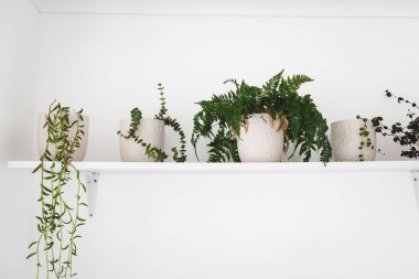 Beyaz kaplar içinde, beyaz raflarda, minimalist ışık ve parlak dekor tarzında bitkiler.