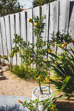 Mandarin portakal ağacı beyaz tencerede güneşli bahçede güçlü güneş ışığı altında çekiliyor.