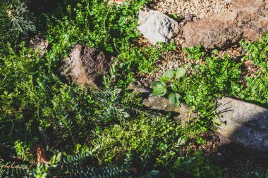 Yabani otlar ve istenmeyen bitkiler Avustralya 'nın arka bahçesinde sert güneş ışığı altında çekilmiş amont bitkileri yetiştiriyor.