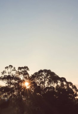 Mavi ve turuncu günbatımı gökyüzü, güneş parlıyor, sakız ağaçlarının arkasında ve dağların üzerinde bulut yok, okaliptüs sakız ağaçları siluetleri var.