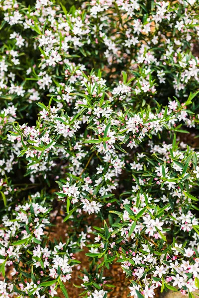 stock image philotheca plant in full bloom with white and pink flowers outdoor shot at shallow depth of field