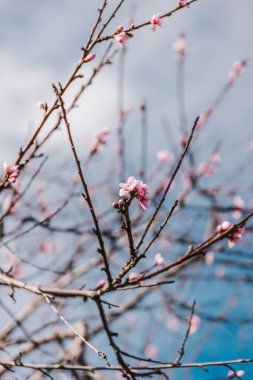 Güneşli arka bahçede pembe çiçekli erik ağacı, sığ alan derinliğinde telefoto görüntüsü.