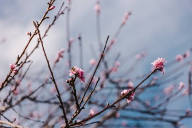 Güneşli arka bahçede pembe çiçekli erik ağacı, sığ alan derinliğinde telefoto görüntüsü.