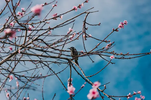 stock image honeyeater bird on plum tree with pink blossoms outdoor in sunny backyard, telephoto shot at shallow depth of field