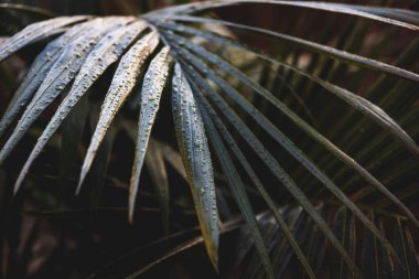 Bangalow palmiye ön bahçesinde tropikal arka bahçesinde kasvetli, karanlık tonlar, sığ alan derinliği