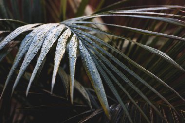 Bangalow palmiye ön bahçesinde tropikal arka bahçesinde kasvetli, karanlık tonlar, sığ alan derinliği