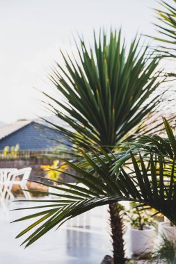 Bangalow palmiye yaprağı ve kabak palmiyesi tropikal arka bahçede, arka planda tatil köyü gibi bir hava ve veranda, sığ bir alan derinliğinde çekilmiş.