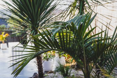Bangalow palmiye yaprağı ve kabak palmiyesi tropikal arka bahçede, arka planda tatil köyü gibi bir hava ve veranda, sığ bir alan derinliğinde çekilmiş.