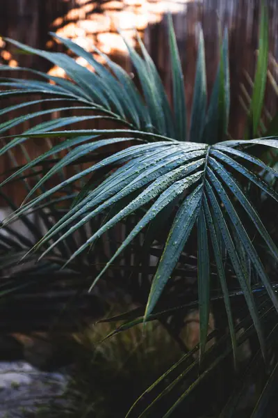 stock image bangalow palm frond outdoor in tropical backyard with moody dark tones, at shallow depth of field