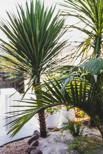 stock image bangalow palm frond  and cabbage palm outdoor in tropical backyard with resort-like vibe and patio in the background, shot at shallow depth of field