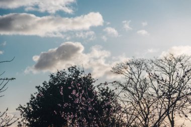 Tazmanya, Avustralya 'da alacakaranlıkta gökyüzünde güzel bulutlar açan ağaç dalları ve pembe erik çiçekleri.
