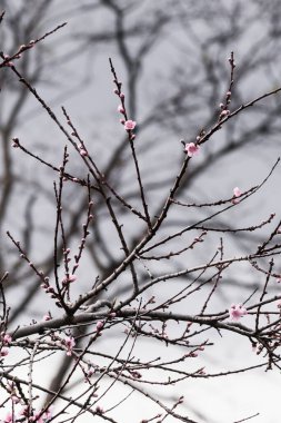 Pembe çiçekler erik ağacında, gri gökyüzüne karşı, sığ tarlanın derinlerinde çekilen sessiz tonlarla düzenlenmiştir.