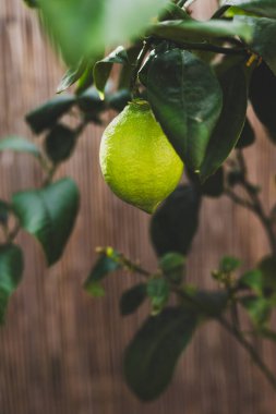Beyaz tencerede yeşil olgunlaşmamış limonlu limon ağacı, güzel arka bahçe, Akdeniz görünüşü