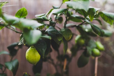 Beyaz tencerede yeşil olgunlaşmamış limonlu limon ağacı, güzel arka bahçe, Akdeniz görünüşü