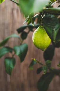 Beyaz tencerede yeşil olgunlaşmamış limonlu limon ağacı, güzel arka bahçe, Akdeniz görünüşü