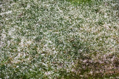 Avustralya 'nın çimenlik ve tropikal bitkilerle kaplı arka bahçesi buzla, iklim değişikliğiyle ve alışılmadık hava sistemleriyle çevrili.