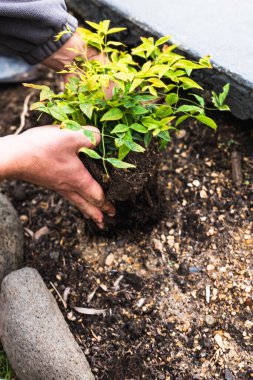 Bahçıvanın elleri çimenlik nandina bitkisini güneşli arka bahçeye dikiyor. Sığ alan derinliğine yakın çekim.
