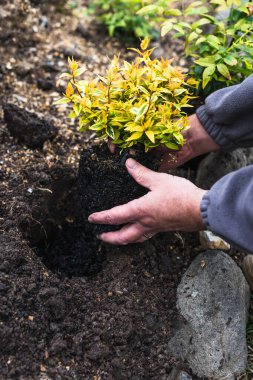 Bahçıvanın elleri çimenlik nandina bitkisini güneşli arka bahçeye dikiyor. Sığ alan derinliğine yakın çekim.