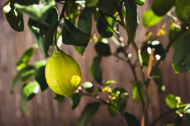 Güneşli Akdeniz 'de olgunlaşmamış meyveli limon ağacı. İlham dolu arka bahçe. Sığ bir tarlada çekilmiş.