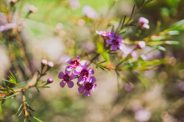 Geraldton waxflower plant with pink flowers outdoor in sunny backyard, close-up shot at shallow depth of field clipart