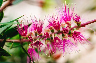 Yerli Avustralya callistemon bitkisi, açık havada morumsu pembe çiçeklerle sığ bir tarlada güzel bir tropikal arka bahçede çekiliyor.