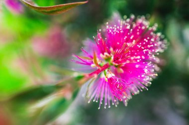 Yerli Avustralya callistemon bitkisi, açık havada morumsu pembe çiçeklerle sığ bir tarlada güzel bir tropikal arka bahçede çekiliyor.