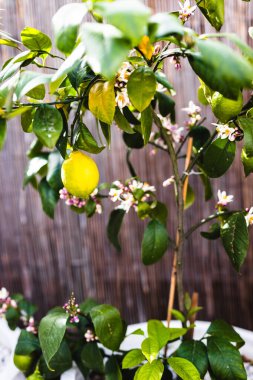 Limon ve beyaz çiçekli limon ağacı beyaz tencere, yaz Akdeniz görünüşü ve sığ tarla derinliği