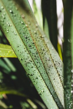 Yeni Zelanda keten bitkisinden tropikal görünümlü yapraklara yağmur damlaları düşer.