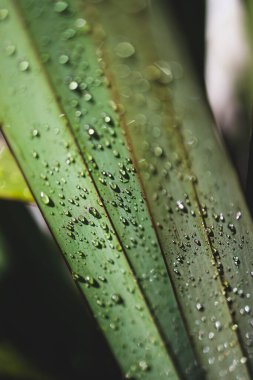 Yeni Zelanda keten bitkisinden tropikal görünümlü yapraklara yağmur damlaları düşer.