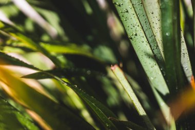 Yeni Zelanda keten bitkisinden tropikal görünümlü yapraklara yağmur damlaları düşer.
