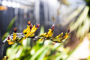 Yeni Zelanda 'nın yerlisi. Açık havada, tropikal arka bahçede, sığ bir tarlada çekilmiş.
