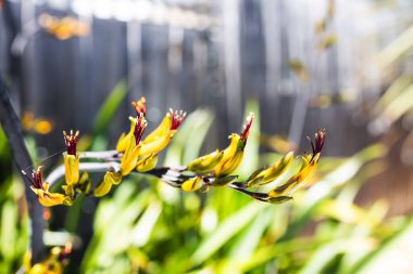 Yeni Zelanda 'nın yerlisi. Açık havada, tropikal arka bahçede, sığ bir tarlada çekilmiş.